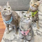 Voyager Step-in Lock Pet Harness - All Weather Mesh, Adjustable Step in Harness for Cats by Best Pet Supplies - Pink, XXS
