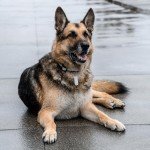 GoTags Personalized Dog Tags, Custom US Military ID Necklace Set , Steel Ball Chain and Tag Silencers, Stainless Steel, Black, Blue, Green, Gold, Pink, Purple, or Red