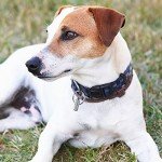 Extodry 5 Pack Custom Pet ID Tags, Dog Tags with Name Tag and Tel Address, Silver Accessories