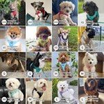 BELLA & PAL Step in Vest Harness for Small and Medium Dogs, No Pull Small Dog Harness with Leash Set, Comfortable Air Mesh Puppy Vest Harness with Reflective Strip (Lavender, XS)