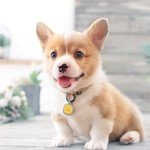 Pawaii Silent Silicone Dog ID Tag, Modifiable Pet Online Profile and Emergency Contacts, Scan QR for Instant Location Alerts, 1 Pack (Deep Sea Blue)