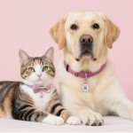 WhoseID QR Code Cat Tag, Modifiable Pet Online Profile Page, Multiple Emergency Contact, Silent Silicone, Lightweight, No Jinging, Collar Accessories, QR Cat ID Tag (Small Breeds - 1", Rose)