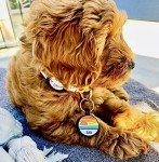 LYP - Our Original Soundless Pet ID Tag - Largest Line of Silicone Dog Tags - No More Jingling Dog Tags -Durable - Never Fades - Customized Deep Engraved Silicone (Sunset)