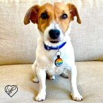 LYP - Our Original Soundless Pet ID Tag - Largest Line of Silicone Dog Tags - No More Jingling Dog Tags -Durable - Never Fades - Customized Deep Engraved Silicone (Sunset)