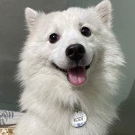 316 Surgical Grade Stainless Steel Personalized Dog & Cat ID Tags - Made with Three Thousand Love for Our Fur-Baby - Original Funny Shapes Bat, Engraved Name or Text for Pet Collar Accessories