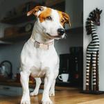 EXPAWLORER Dog Collar and Leash Set - Classic Plaid Puppy Bow Tie and Cat Bandana Collar with Bell, Pet Leash Tangle Free, Adjustable for Small Medium Large Pets, Holiday Ideal Gift