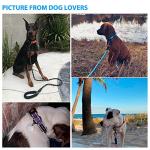 Ladoogo Heavy Duty Dog Leash - Comfortable Padded Handle, 5 ft Long - Dog Leashes for Small Medium Large Dogs (Leash+Collar M Neck 16"-20", Black)