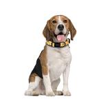 Ihoming Dog Collar and Leash Set for Daily Outdoor Walking Running Training, Bee Design for Small Boys Girls Dogs Cats Pets, S-Up to 20LBS