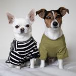 Fitwarm 3 Pack Color Block Striped Dog Shirt, Summer Dog Clothes for Small Dogs, Breathable Lightweight Pet Tshirt with Sleeves, Chihuahua Outfit, Oliver Green, Grey, Black, XS