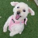 Best Pet Supplies Voyager Step-in Air Harness - All Weather Mesh, Reflective, No Pull Harness for Dogs, Cats - Secure with Hook & Loop Fastener, Buckle, Double D-Rings - Pink, S