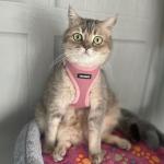 Best Pet Supplies Voyager Step-in Air Harness - All Weather Mesh, Reflective, No Pull Harness for Dogs, Cats - Secure with Hook & Loop Fastener, Buckle, Double D-Rings - Pink, S