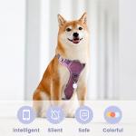 Pawaii Silent Silicone Dog ID Tag, Modifiable Pet Online Profile and Emergency Contacts, Scan QR for Instant Location Alerts, 1 Pack (Purple)