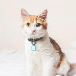 Pawaii Silent Silicone Dog ID Tag, Modifiable Pet Online Profile and Emergency Contacts, Scan QR for Instant Location Alerts, 1 Pack (Purple)