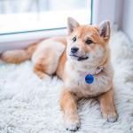 AUEAR, 10 Pack Round Shape Pet ID Tag Blank for Dog Cat Double Sided 25mm Name Phone Number Charm Personalized Jewelry Making (10 Colors)