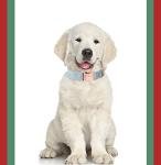 ARING PET Dog Collar and Leash, Velvet Dog Collar and Leash Set, Soft & Comfy, Adjustable Collars for Dogs