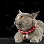 AUEAR, Pet ID Tags Name Address Cell Phone Number Stainless Steel Personalized Dog Cat Small Animal Barrel Tube Anti-Lost (10 Pack)