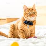 AUEAR, Pet ID Tags Name Address Cell Phone Number Stainless Steel Personalized Dog Cat Small Animal Barrel Tube Anti-Lost (10 Pack)