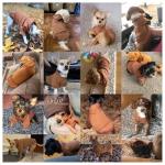 Jecikelon Winter Dog Hoodie Sweatshirts with Pockets Warm Dog Clothes for Small Dogs Chihuahua Coat Clothing Puppy Cat Custume (Coffee, Small)