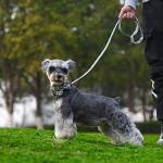 Hilkycton Plaid Dog Collar Leash Set with Bow Tie Adjustable Cute Puppy Collar with Durable Metal Buckle Girls Boys Dog Collar for Small Medium Large Dogs Vintage-M