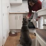 Dog Feeding Reminder, Dog Fed Sign Tracker -Daily Am/Pm Chart Slider Sign for Pet Fed and Pill Reminder, Easy to Use On Fridge Or Wall with Adhesive and Magnet,Pet Supplies