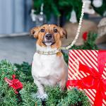 Weewooday 2 Pcs Dog Wedding Collar with Leash Pearl Necklace Collar and Beaded Leash with Lockable Hooks and 2 Rows of Pearls Adjustable for Pet Cat Bridal(Medium)