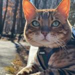 Best Pet Supplies Voyager Step-in Air Harness - All Weather Mesh, Reflective, No Pull Harness for Dogs, Cats - Secure with Hook & Loop Fastener, Buckle, Double D-Rings - Army/Black Trim, S