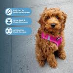 Best Pet Supplies Voyager Step-in Air Harness - All Weather Mesh, Reflective, No Pull Harness for Dogs, Cats - Secure with Hook & Loop Fastener, Buckle, Double D-Rings - Fuchsia, M