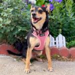 Voyager Step-in Pet Harness - All Weather Mesh, Adjustable Step in Harness for Cats and Dogs by Best Pet Supplies - Pink, S