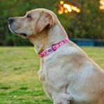 Olahibi Dog Collar and Leash Set, Cute Pink Daisy Pattern, Polyester Material, 5ft Leash, for Medium Dogs.(M, Daisy Set)