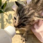 CYG&CL 14 Pack Pet Nursing Feeding Kit Pet Feeding Syringe for Cats Nipple for Kittens Nipple for Puppies Kitten Bottle Feeding Kit for Newborn Squirrels, Rabbits, Small Animals and Wildlife