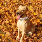 Elegant little tail Dog Collar with Leash, Fall Plaid Pet Collar Leash Adjustable Collar for Small Medium Large Dogs Soft Puppy Collars with Quick Release Buckle Girl Boy Dog Collars