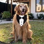 GOYOSWA Dog Tuxedo Suit Wedding Bandana Collar with Bow Tie, Adjustable Formal Dog Tux, Engagement Birthday Tuxedo for Small Medium Large Dogs Pets (Large: Neck 15”-25”)