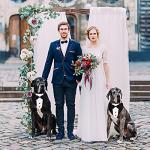 GOYOSWA Dog Tuxedo Suit Wedding Bandana Collar with Bow Tie, Adjustable Formal Dog Tux, Engagement Birthday Tuxedo for Small Medium Large Dogs Pets (Large: Neck 15”-25”)