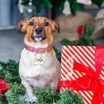 Hotop 16 Pieces Sublimation Blank Dog Tags Aluminum Bone Shaped Pet Name ID Tags Double Sided with 16 Pieces Key Rings for Dogs and Cats