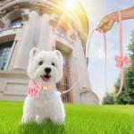 Dog Collar and Leash Set - Metal Buckle Adjustable Puppy Collar, Cute Dog Collar and Leash Set with Flower Bow Tie, Puppy Collar with 5 FT Leash, Soft & Comfortable Collar for Small Medium Dogs-S