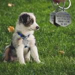 Funny Dog Tags,Stainless Steel Funny Pet Tag,Deeply Engraved Dog Collar Tag,Pet Cat Collar Charm Gift for Cats Owner Dog Lover (Mom)