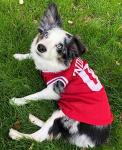Pets First NCAA Basketball Pet Jersey INDIANA HOOSIERS Dog Jersey, X-Large (IND-4020-XL)