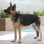 Plutus Pet No Pull Dog Harness with Breathable Mesh Padded, Adjustable Reflective Escape Proof Dog Harness, Quick Fit Dog Vest Harness for Small Medium Large Dogs(L, Black)