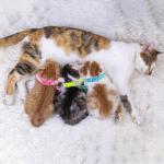 Dog Collar and Leash Set 3Pcs Puppy Collar and Leash Paw Print Whelping ID Collars Buckle Soft Nylon Litter Adjustable Pet Collar for Puppy Small Dogs Walking Training (Pink Green Blue)