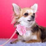 PET ARTIST Rhinestone Dog Collar and Leash Set, Sparkling Girl Dog Collars with Bling Diamonds, Soft Suede Leather Pink Puppy Collars with Cute Flower for Small Dogs Cats Walking Party Wedding,XS