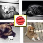 Engorgio Interactive Dog Chew Toys Crate Training Aids for Puppies, Puzzle Treat Dispenser with Rope Dogs Toy Ball Reduce Stress Anxiety Peanut Butter Dog Food Treat Dispenser Toys (Red)