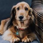 MYLUCKYTAG QR Code Dog ID Tags - Pet Online Profile - Scan QR Receive Instant Location Alert Email