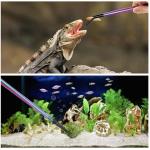 2PCS Stainless Steel Reptile Feeding Tongs with Rubber Tip, 10.6" Straight & Curved Long Tweezers, Perfect for Aquariums & Crafts - Ideal Bearded Dragon & Snake Tank Accessories, Terrarium Supplies