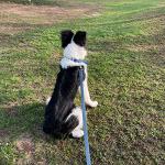 ZALER Dog Collar and Leash Set, Waterproof Adjustable Odor Proof Pet Collars Leashes Easy to Clean, 6FT Dog Leash with 2 Hooks for Large, Medium Small Dogs (M, Blue)