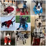 KOOLTAIL Plaid Dog Hoodie Pet Clothes Sweater with Hat and Pocket for Small Medium Large Size Dogs, Soft Winter Warm Dog Cold Weather Coat, Fleece Fall Dog Hooded Sweatshirt for Puppy Cats, Red S