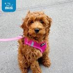 Best Pet Supplies Voyager Step-in Air Harness - All Weather Mesh, Reflective, No Pull Harness for Dogs, Cats - Secure with Hook & Loop Fastener, Buckle, Double D-Rings - Fuchsia, L