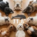 Luampo Tough Dog Toy for Aggressive Chewers, Durable UHMWPE Fabric Chew Toy with Squeaky, Plush Companion for Small Medium Large Dogs - Dolphin