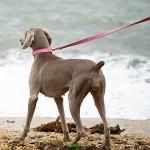 DOGWONG Cotton Dog Collar and Leash Pink Pet Collar Soft Durable Puppy Collar for Small Medium Large Girl Dogs