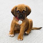 Melix Home Stainless Steel Pet Tag, Dog Tag, I'm Lost My Mom is Ugly Crying, 1.25 inch, Bone Shape, Polished Finish