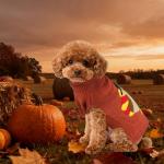 PAYHTOW Thanksgiving Dog Sweater, Knitted Dog Thanksgiving Fall Holiday Sweaters Outfit Clothes for Small Medium Large Dogs Pets (Turkey, Medium)